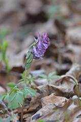 Corydalis solida