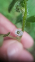 Nemophila parviflora var. parviflora