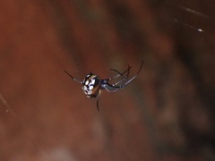 Leucauge argentina