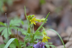 Gagea lutea