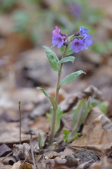 Pulmonaria obscura