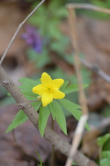 Anemonoides ranunculoides