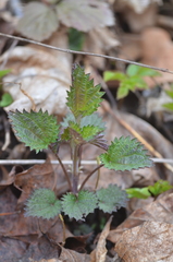 Urtica dioica