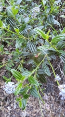 Ceanothus thyrsiflorus thyrsiflorus