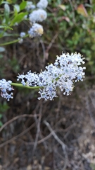 Ceanothus thyrsiflorus thyrsiflorus