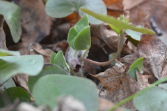 Asarum europaeum