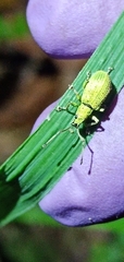 Cyphicerini