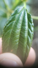 Ceanothus thyrsiflorus thyrsiflorus