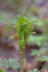 Mercurialis perennis