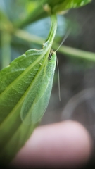 Ceanothus thyrsiflorus thyrsiflorus