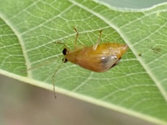 Sinoluperus subcostatus