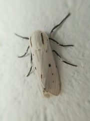 Ectypia bivittata