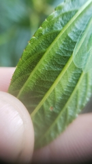 Ceanothus thyrsiflorus thyrsiflorus