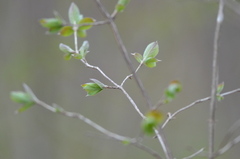 Lonicera xylosteum