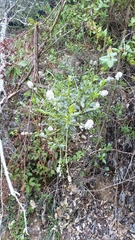 Ceanothus thyrsiflorus thyrsiflorus