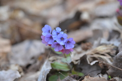 Pulmonaria obscura