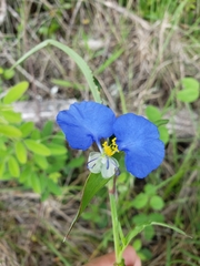 Commelina erecta