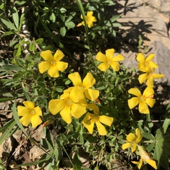 Oxalis macrantha