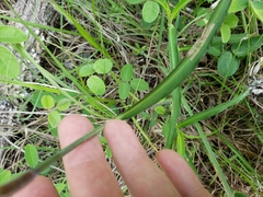 Commelina erecta
