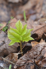 Aegopodium podagraria