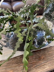 Selenicereus anthonyanus