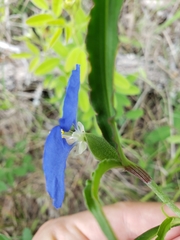 Commelina erecta