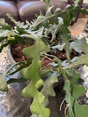 Selenicereus anthonyanus