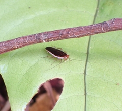 Pseudophyllodromia laticeps