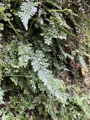 Asplenium tenuifolium