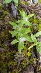 Psilocarphus tenellus