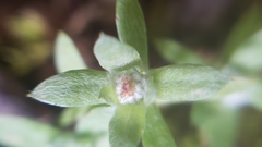 Psilocarphus tenellus