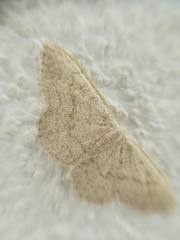 Scopula frigidaria
