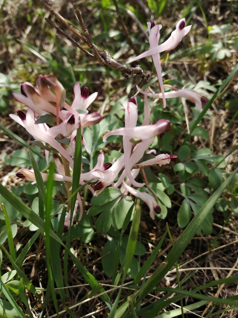 长距元胡 (新疆植物) · iNaturalist