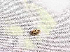 Anisosticta bitriangularis