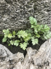 Artemisia vulgaris kamtschatica