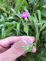 Oenothera rosea