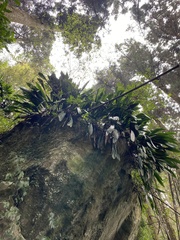 Aspidistra attenuata