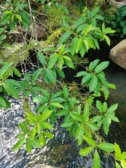 Syzygium nervosum