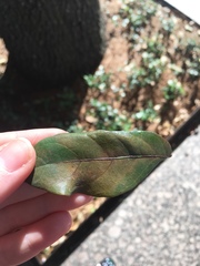 Druon quercuslanigerum