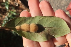 Druon quercuslanigerum