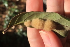 Druon quercuslanigerum
