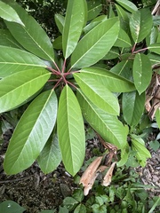 Daphniphyllum macropodum