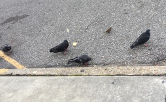 Columba livia domestica