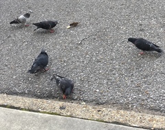 Columba livia domestica