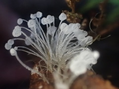 Mycena albidocapillaris