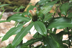 Costus guanaiensis tarmicus
