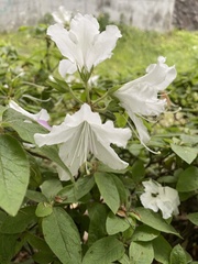 Rhododendron indicum
