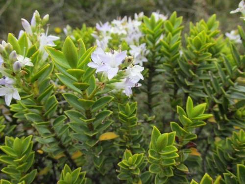 Veronica venustula Colenso