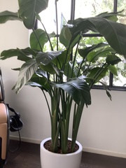 Liliopsida