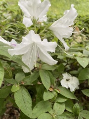 Rhododendron indicum